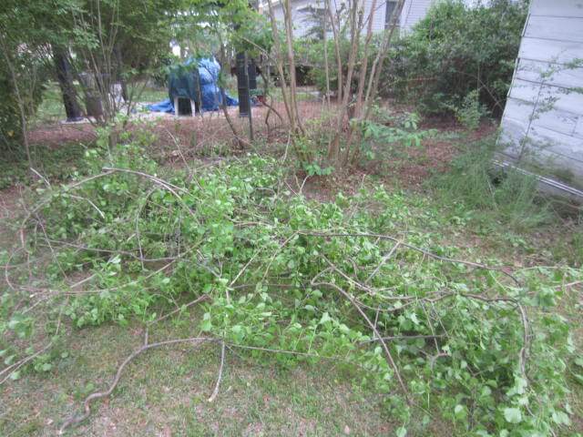 The Vine that Had No Boundaries